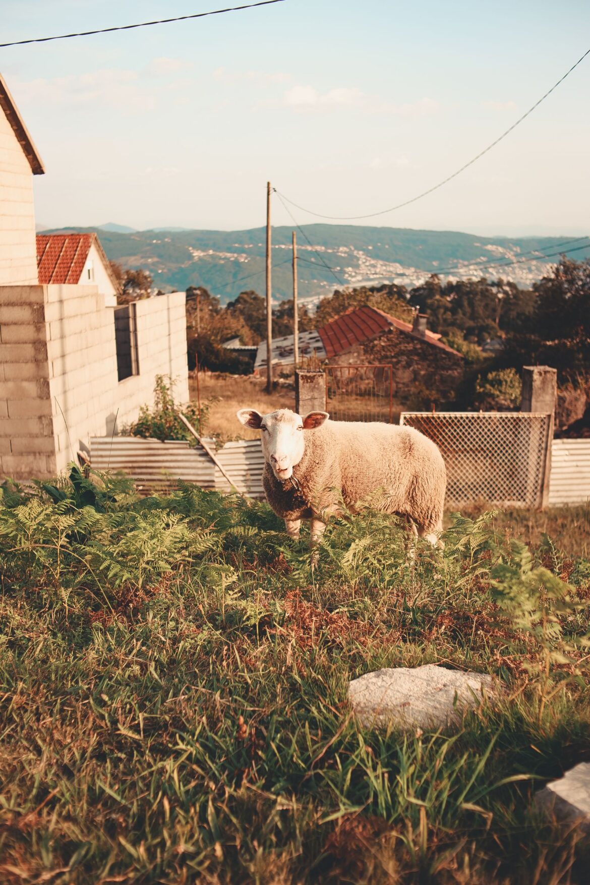 Farm countryside