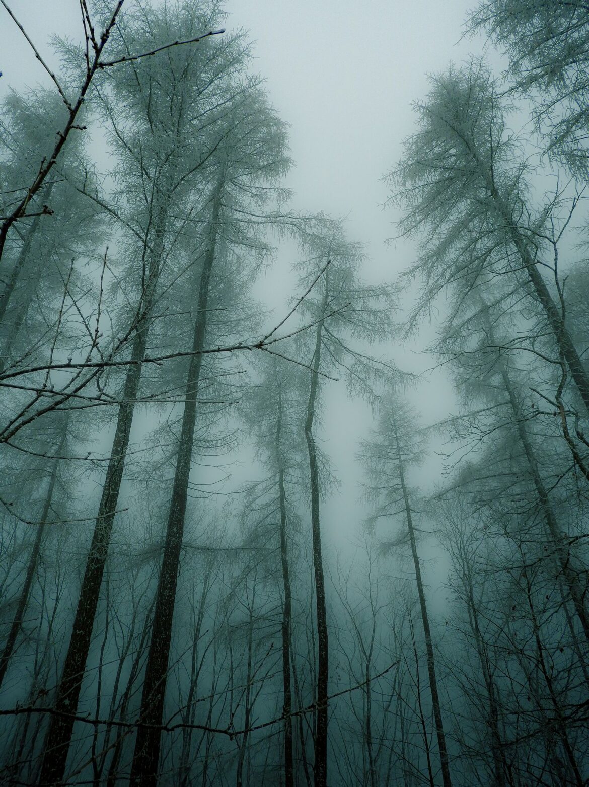 Eerie misty forest, representing the horror-occult webtoon Blind Following, a spinoff of the film Exhuma